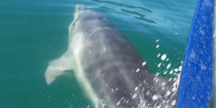 eco tours cruises