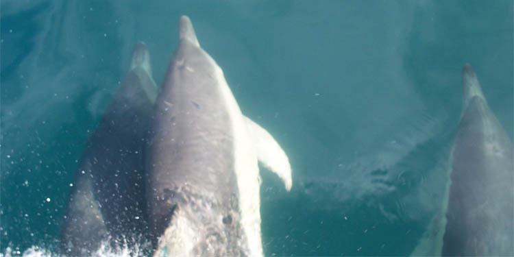 pelorus kenepuru sounds tour